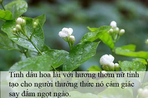 Bí quyết tạo hương cho cơ thể khi vào hè