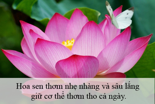 Bí quyết tạo hương cho cơ thể khi vào hè