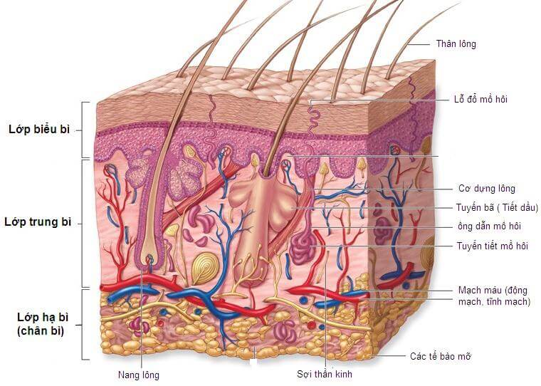 Sơ lược về cấu tạo của làn da