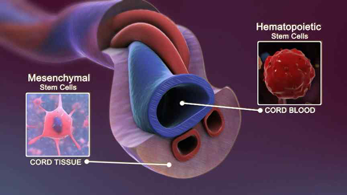 msc-stem-cells