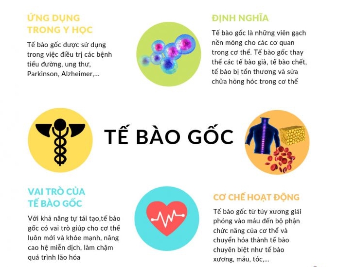te-bao-goc-lay-tu-dau-2