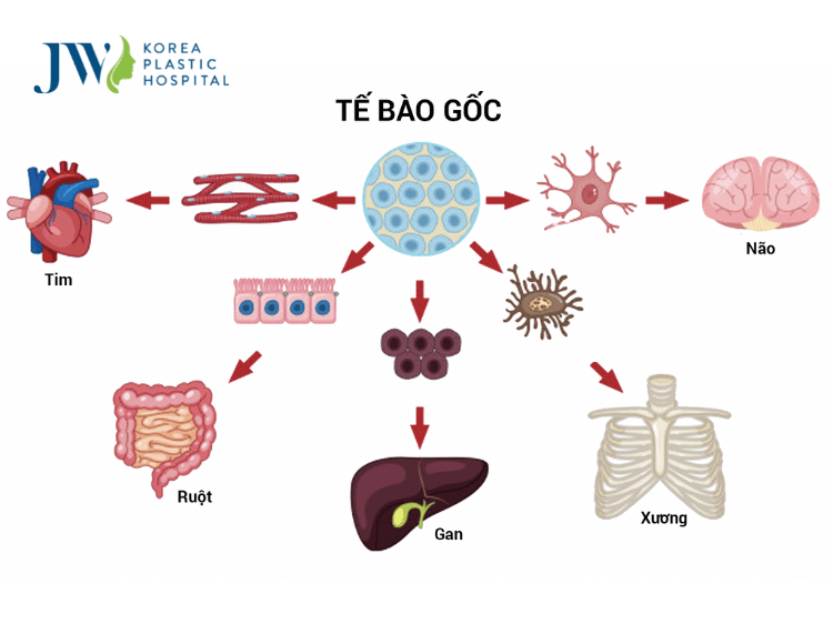 chữa bệnh bằng tế bào gốc