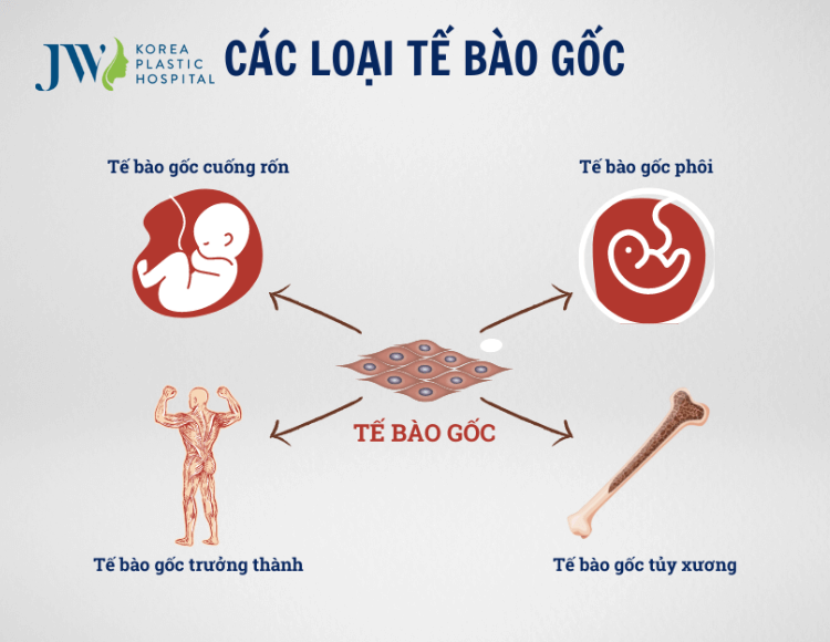 chữa bệnh bằng tế bào gốc
