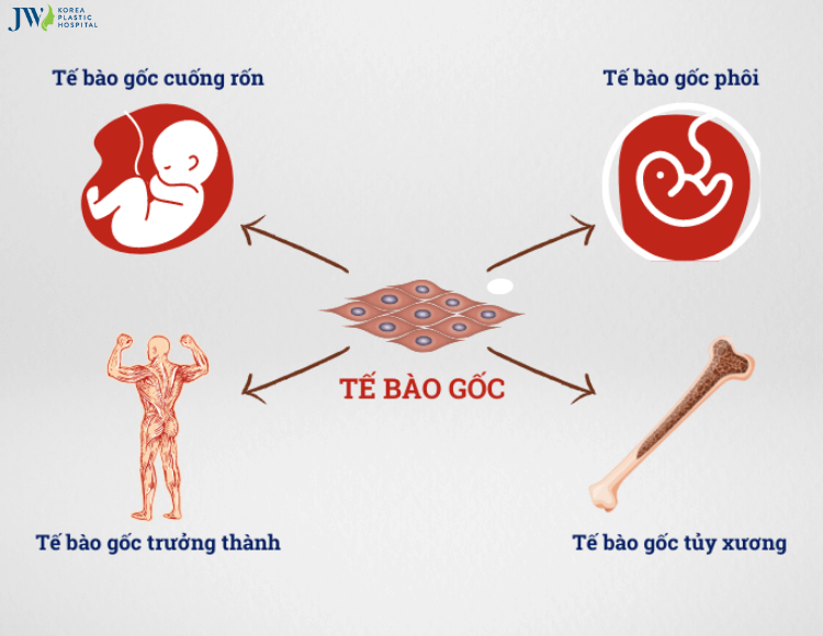 Những điều cần biết về tế bào gốc (Stem Cells)
