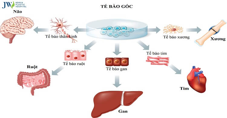 tìm hiểu về tế bào gốc