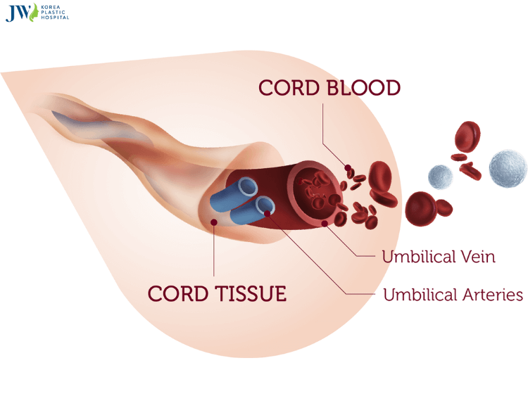 Những điều cần biết về tế bào gốc từ màng cuống rốn 1