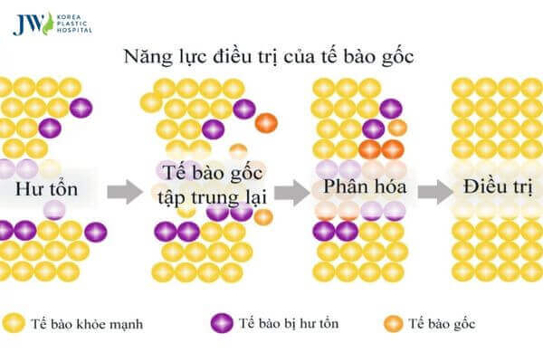 tri lieu te bao goc